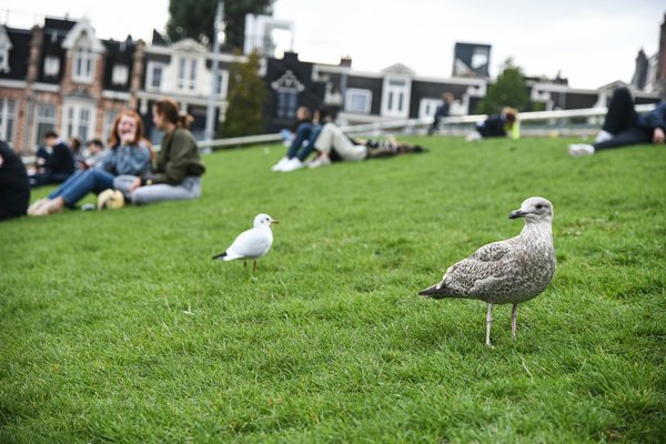 What Are the Benefits of Urban Green Spaces for Community Health in the UK?