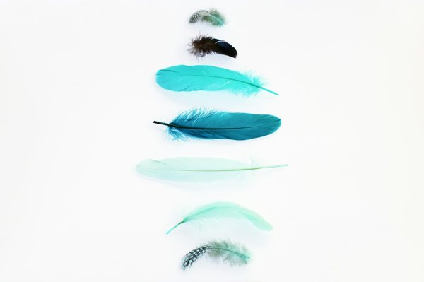 Explore the beauty and benefits of authentic feathers today